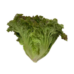 QV Lollo Rosa Green 1kg