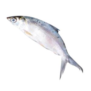 Bangus Jumbo 1kg