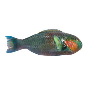 Fresh Parrot Fish 1kg