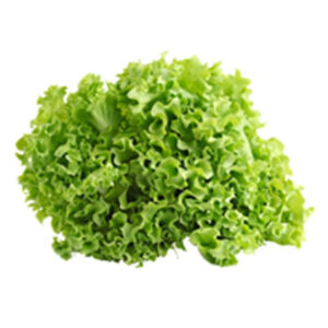 BA Farm Green Ice Lettuce