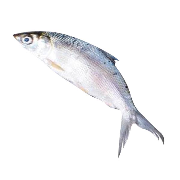Bangus Jumbo 1kg