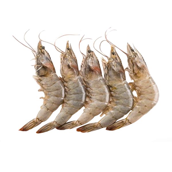 Hipon Puti Medium 1KG