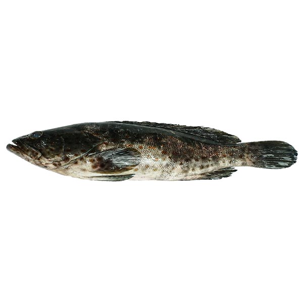 Lapu Lapu Black 1kg