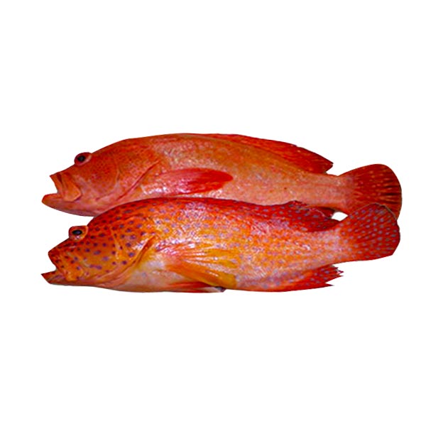 Lapu Lapu Suno - Kilo