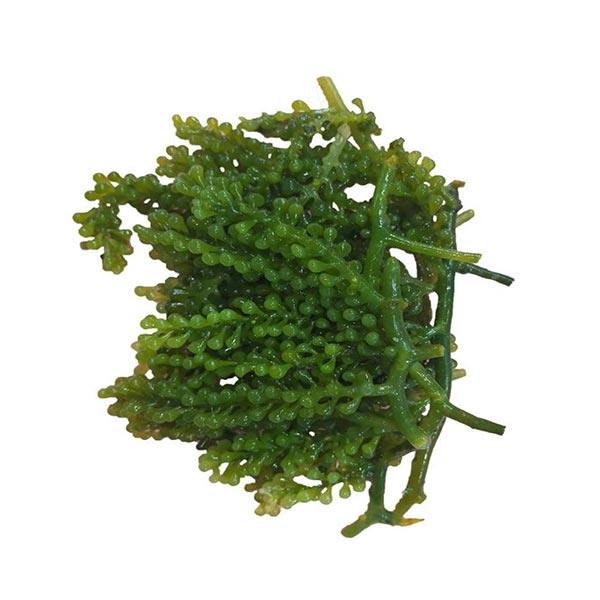 Lato 1kg