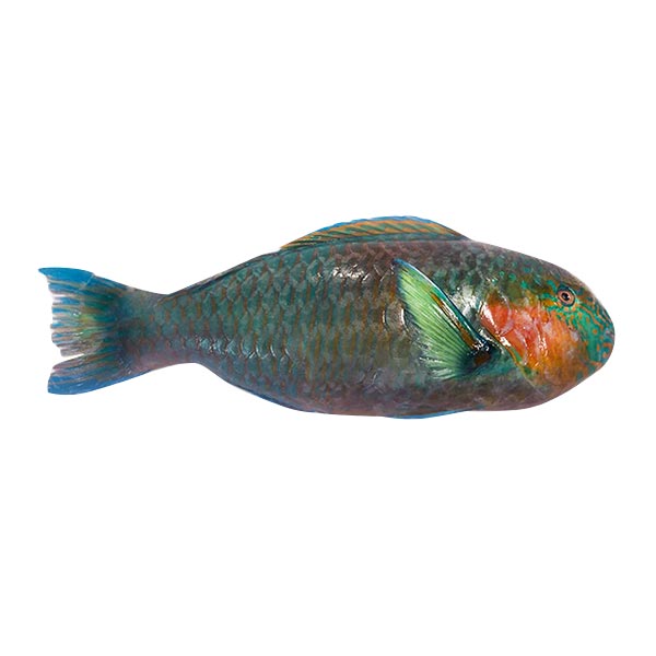 Fresh Parrot Fish 1kg