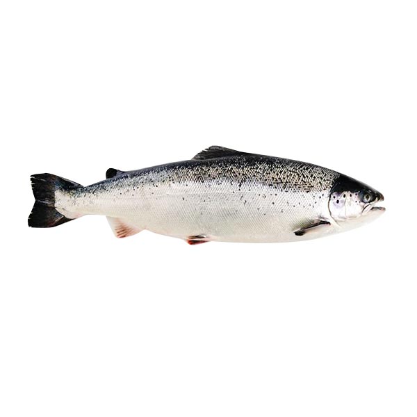Salmon Whole 1kg