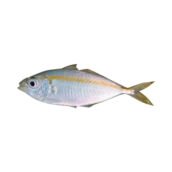 Salay Ginto 1KG