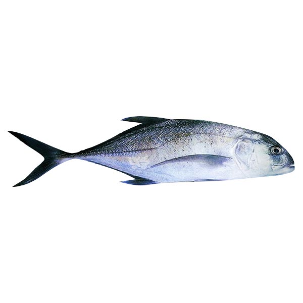 Talakitok 1KG