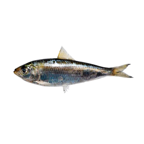 Tawilis 1KG