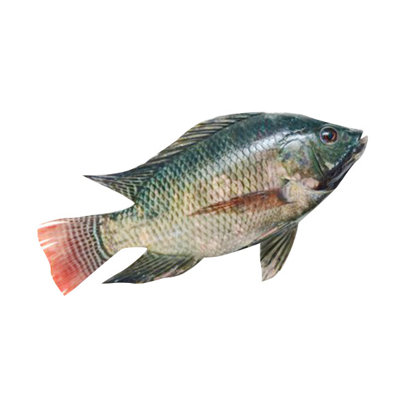 Tilapia Big - Kilo