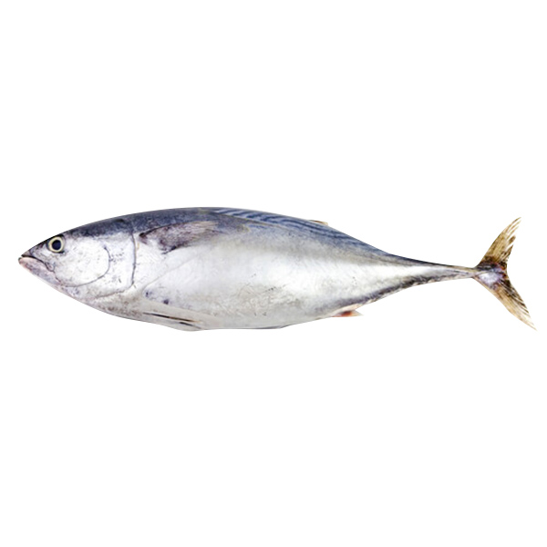 Tulingan 1KG