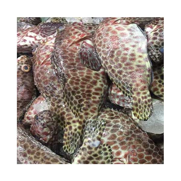 Lapulapu Tunay 1KG
