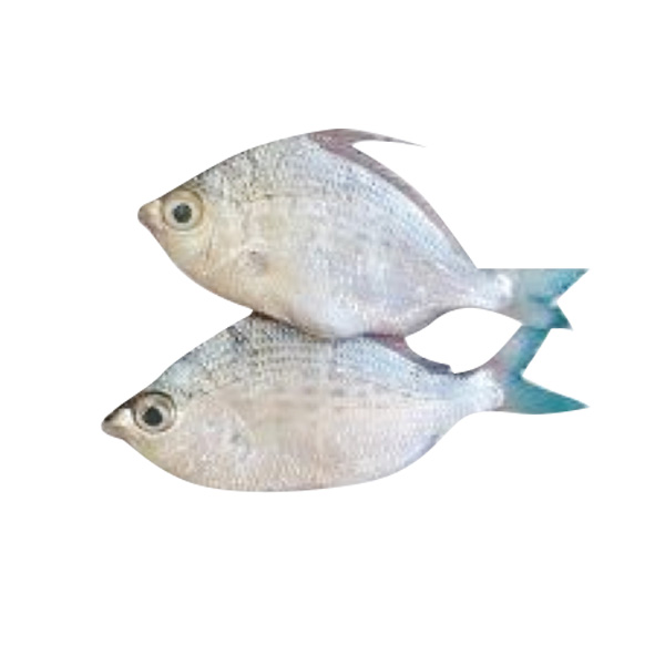 Malacapas 1KG