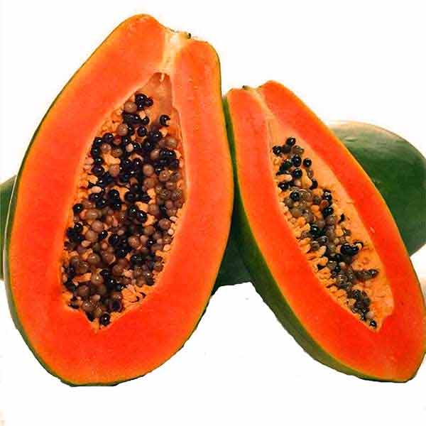 Q Red Lady Papaya