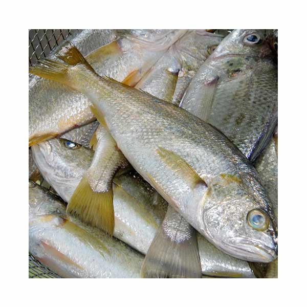 Alakaak (Croaker) 1KG