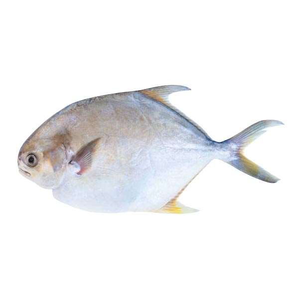 Pampano White 1KG