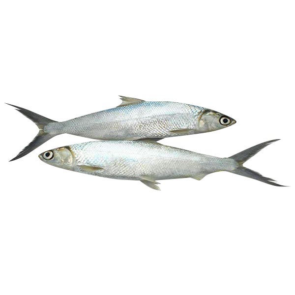 Bangus Big 1KG