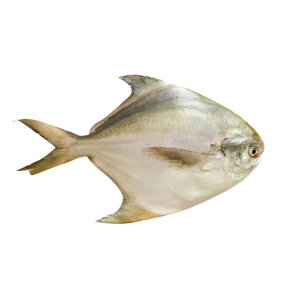 Pampano 1kg