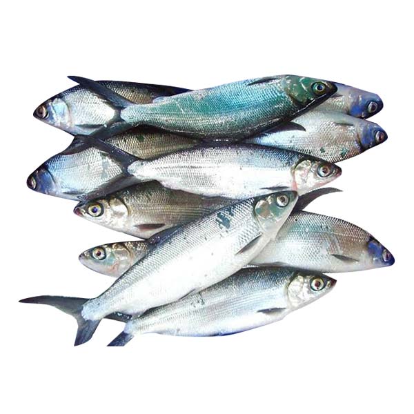 Bangus Small 1KG