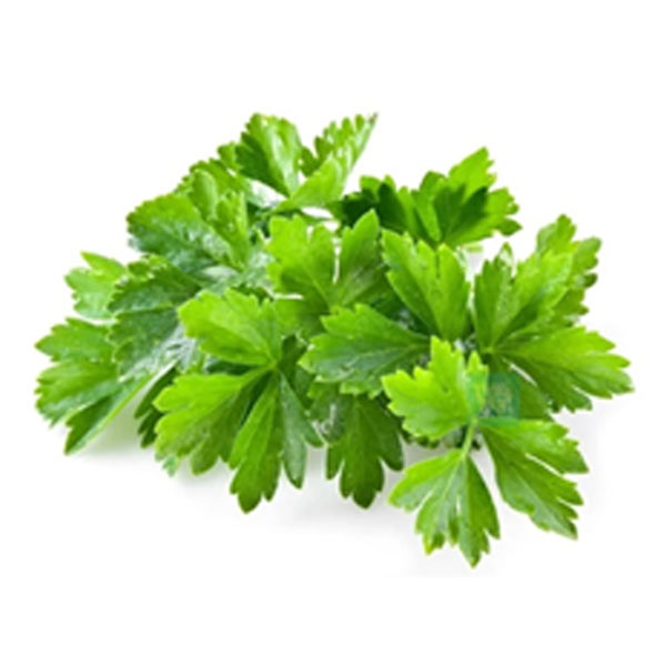 GF Wansoy (Cilantro) 1KG