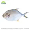 SMI Pampano White 1KG